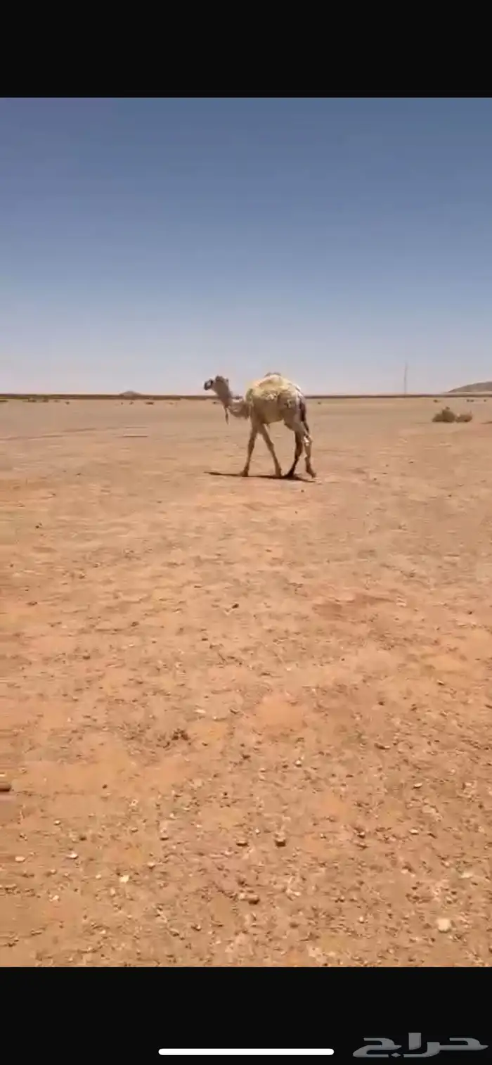 للبيع قعود 0