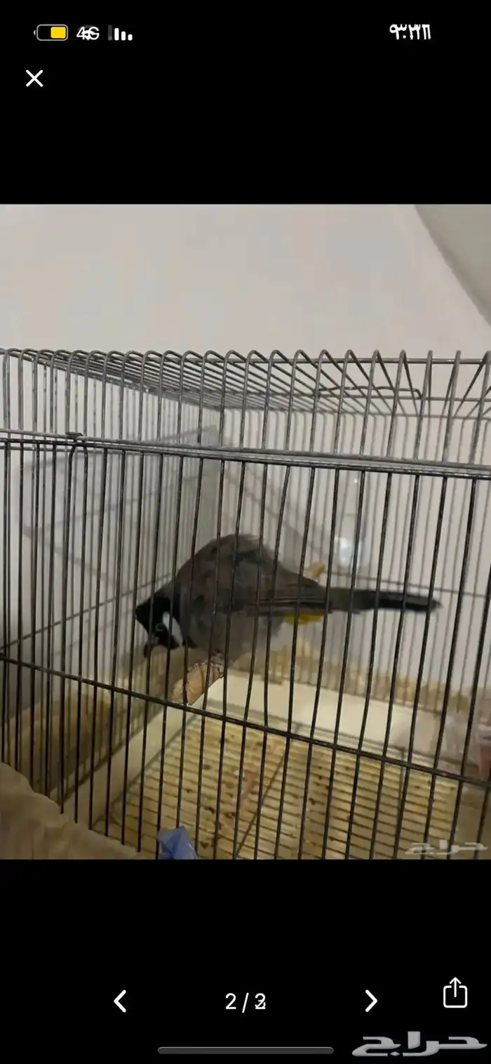 بلبول حساوي 1
