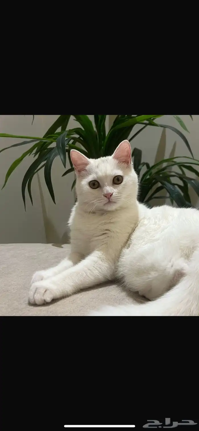 قطه طالبه تزاوج 0
