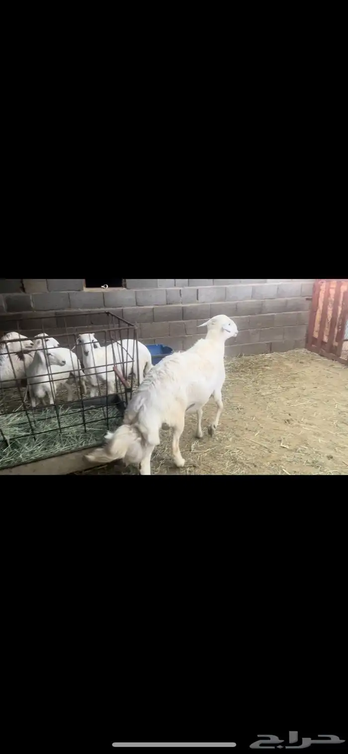 فحل للبيع 2