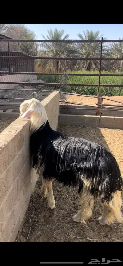 طلي نجدي ناهي ( تم البيع ) 0