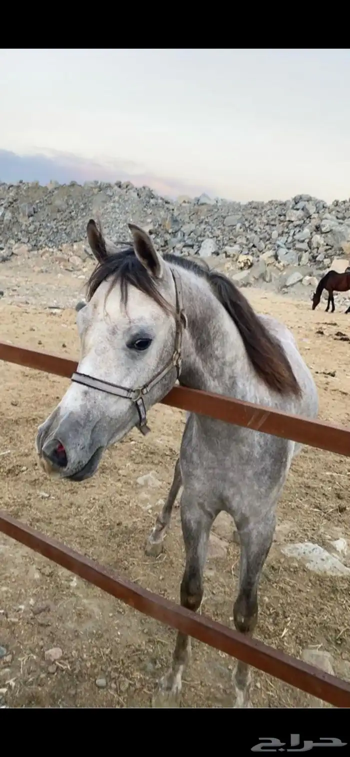 يوجد جميع انوع الخيول سيسي  بوني  خيل 1