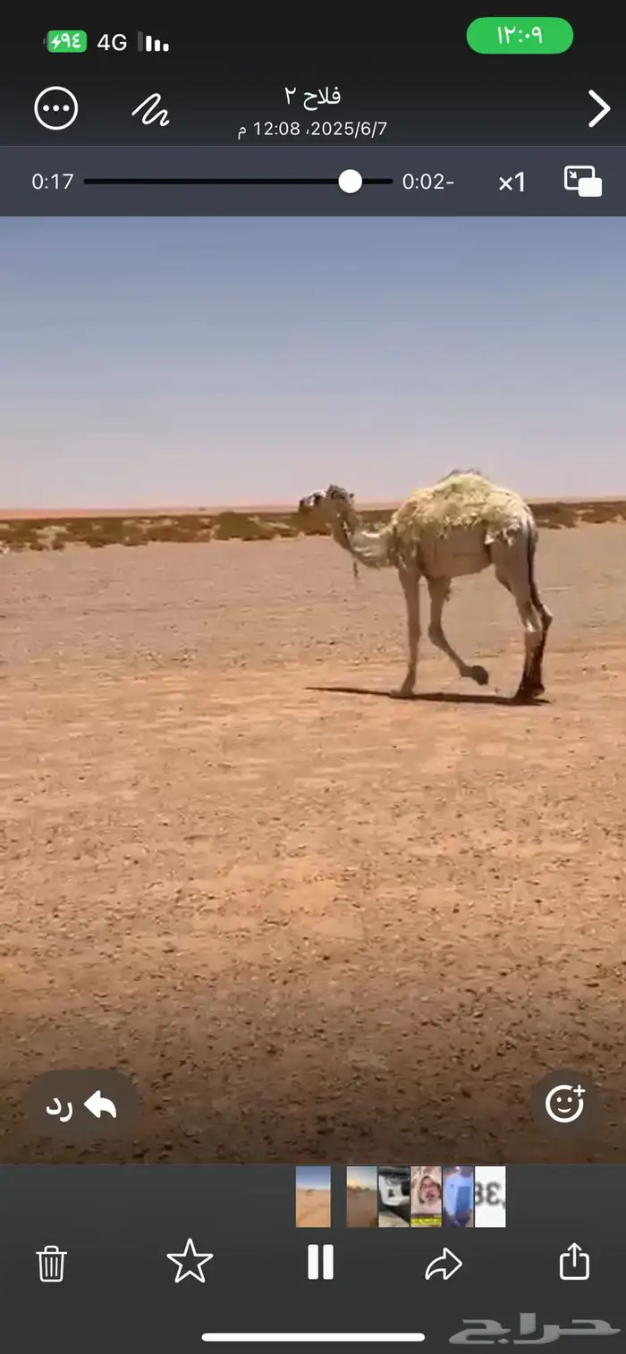 للبيع قعود 1