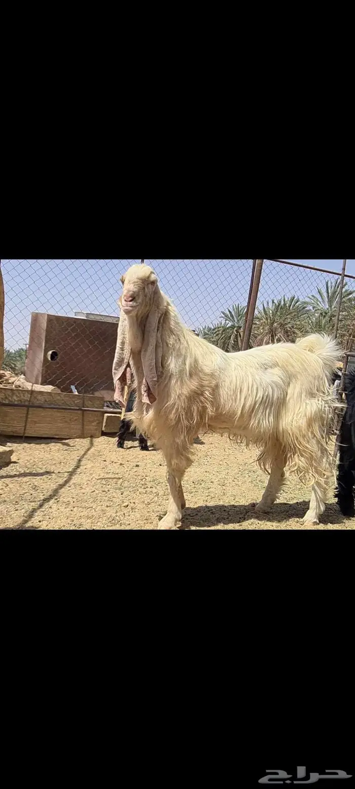 ( تم البيع )فحل معزا ابيض مشروك صنف فاخر 5