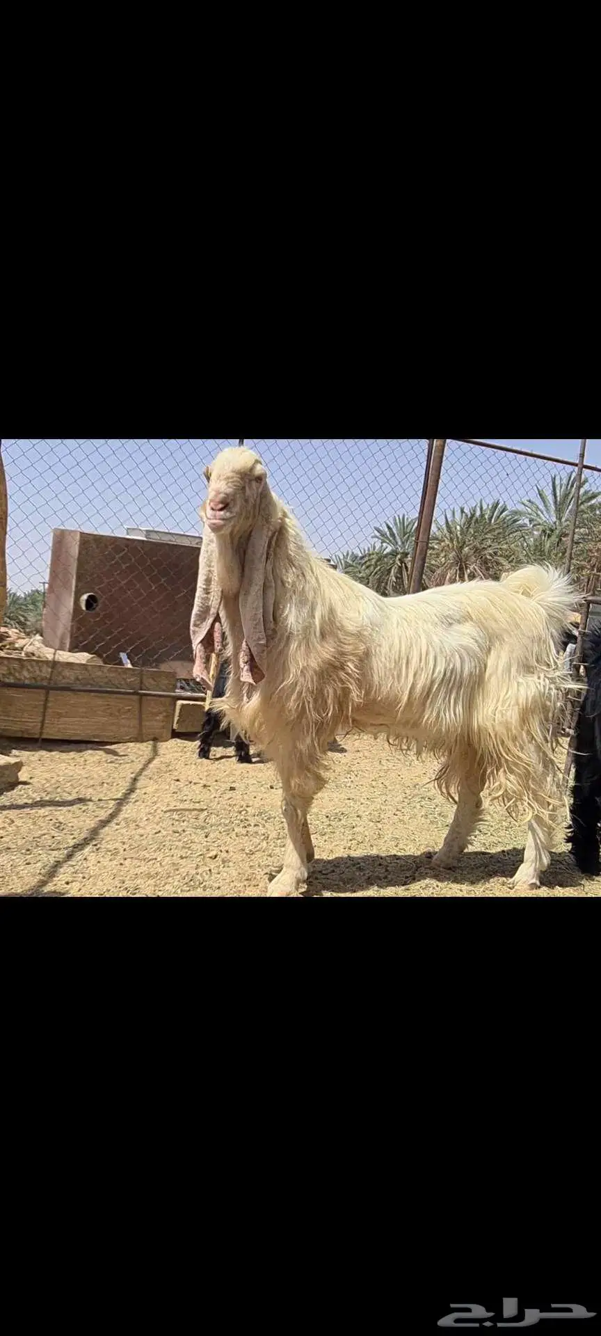 ( تم البيع )فحل معزا ابيض مشروك صنف فاخر 5