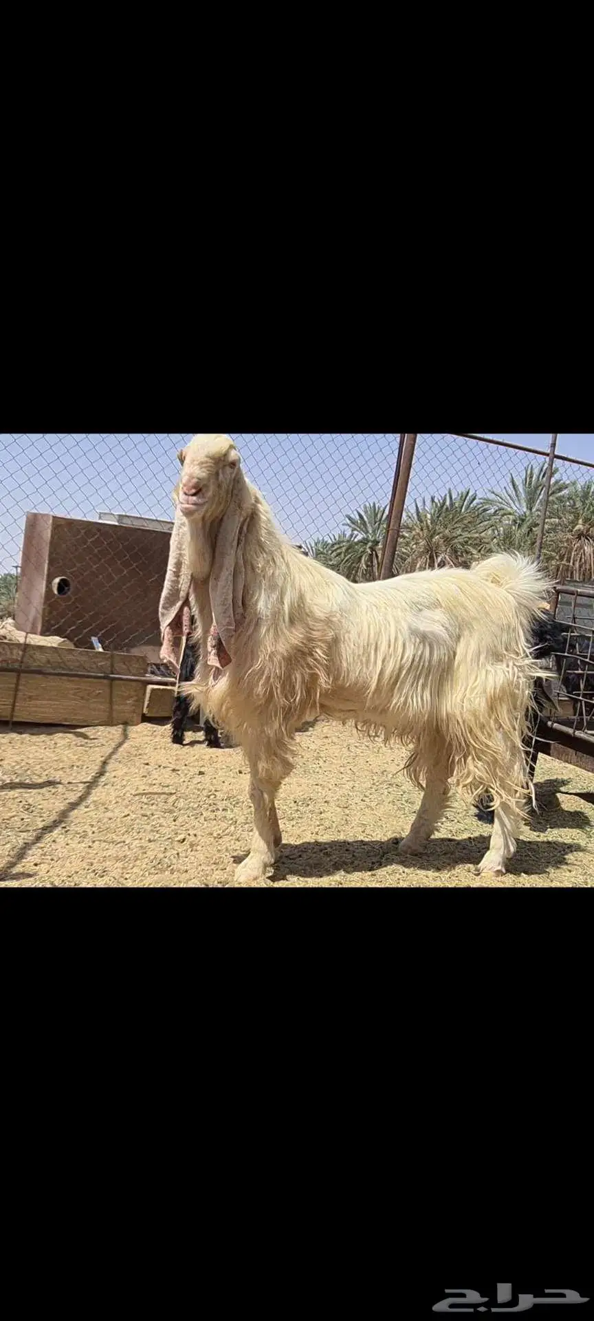 ( تم البيع )فحل معزا ابيض مشروك صنف فاخر 4