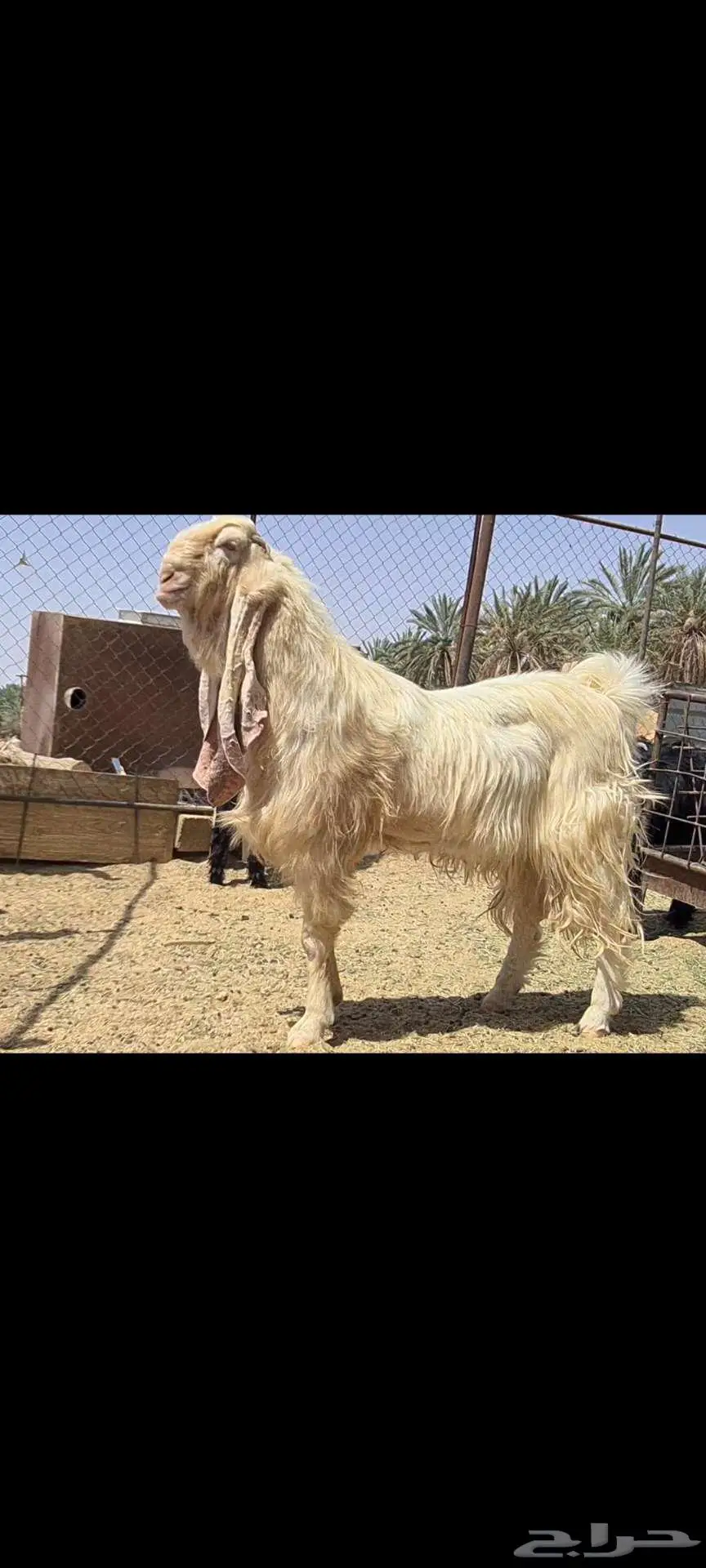 ( تم البيع )فحل معزا ابيض مشروك صنف فاخر 0