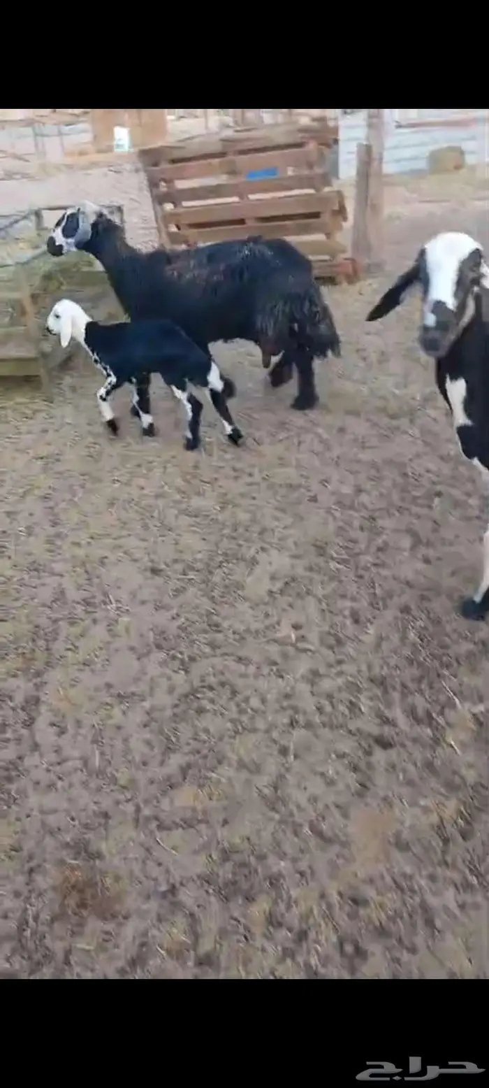 خلفات نجدية ورفيدي. وسواكن 4