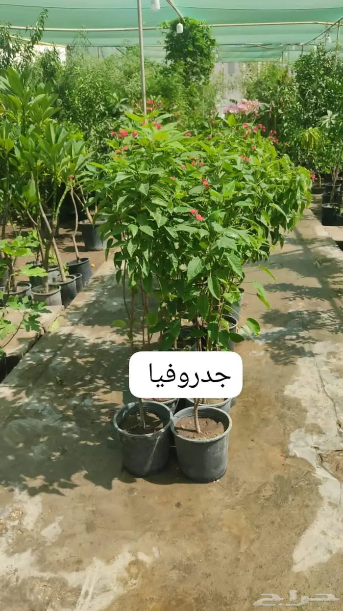 ثيل طبيعي وجميع انواع الزرع الطبيعي 8