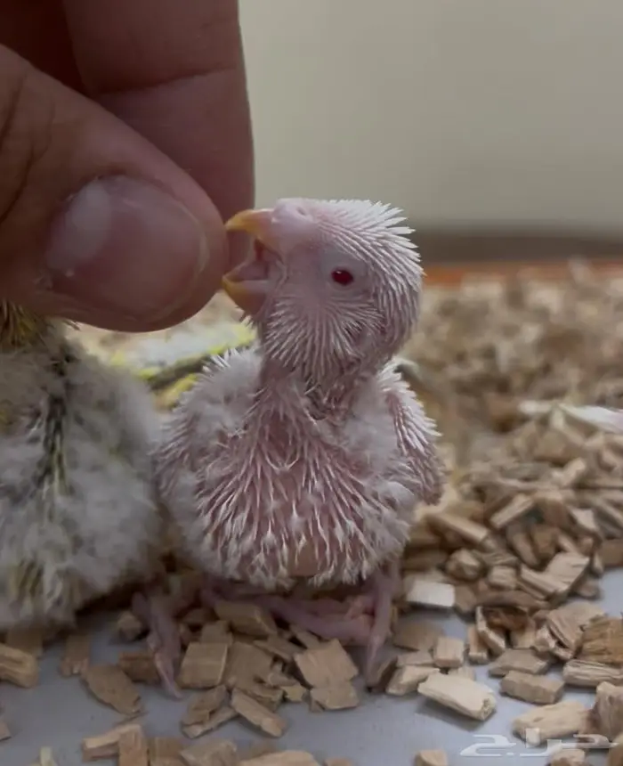 فروخ روز كنيور بادجي سيريلاك ألعاب أقفاص 3