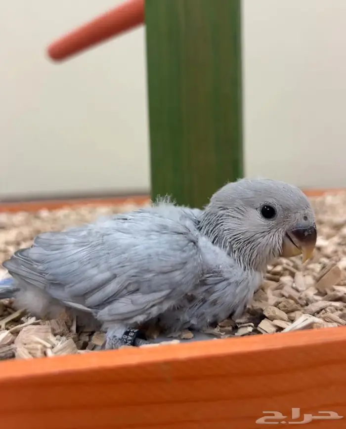 فروخ روز كنيور بادجي سيريلاك ألعاب أقفاص 1