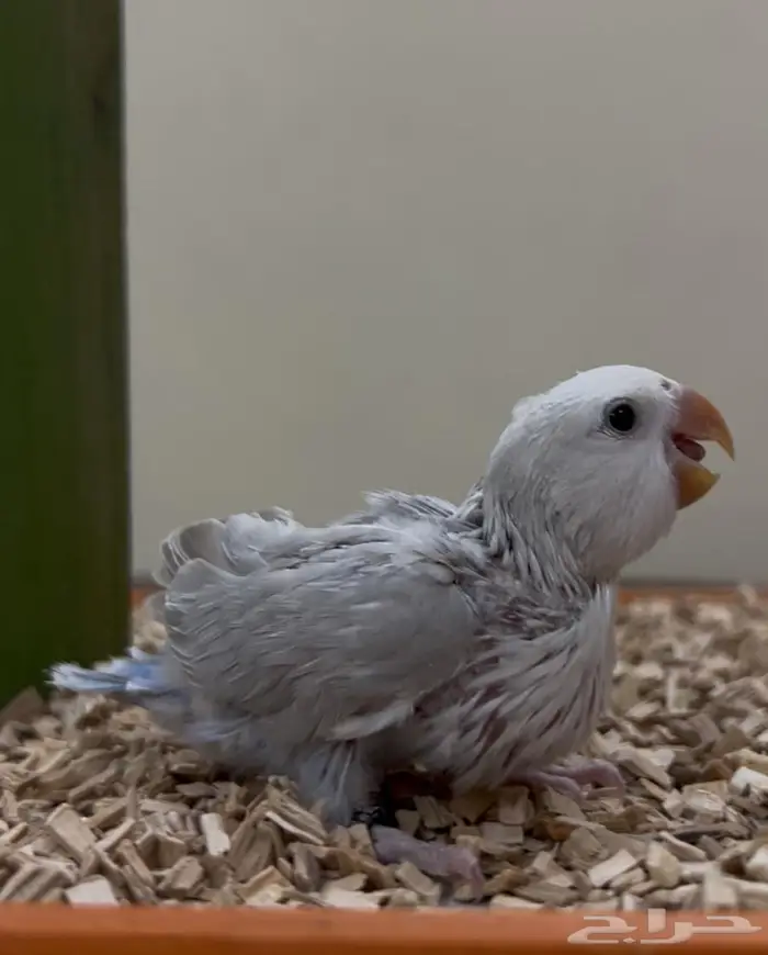 فروخ روز كنيور بادجي سيريلاك ألعاب أقفاص 2