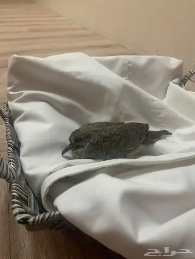 خميس مشيط 0