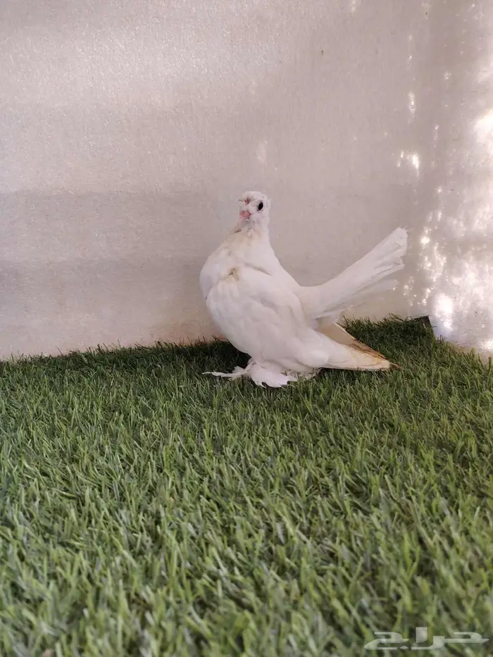 طبه الاسكا 3