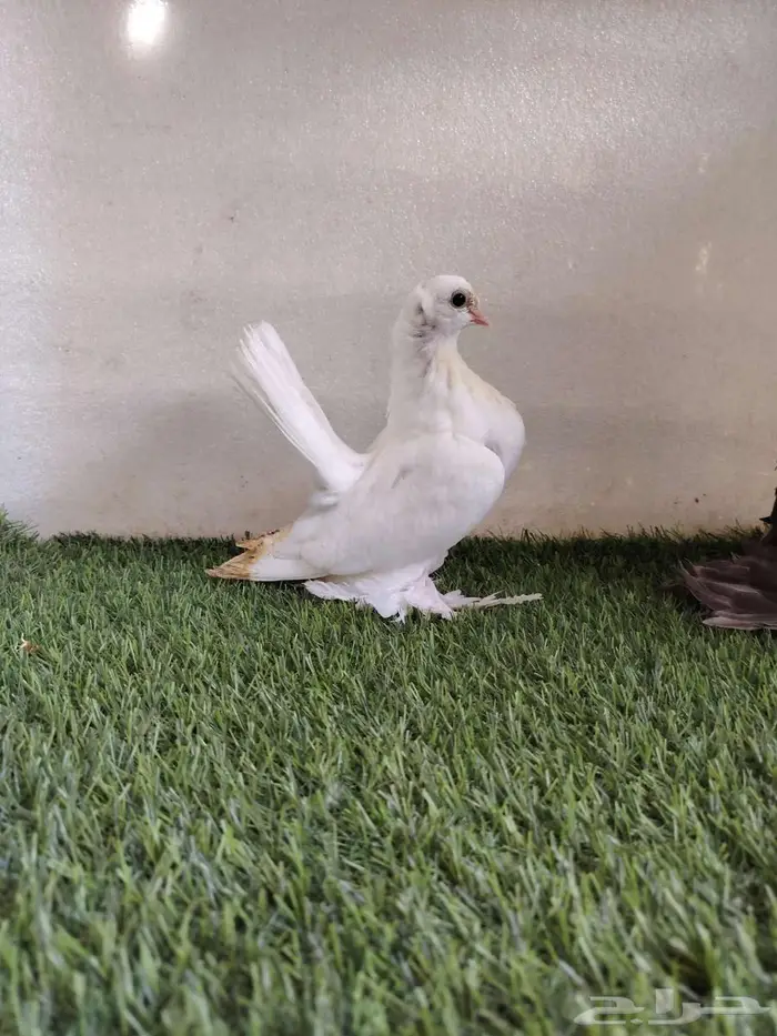 طبه الاسكا 0
