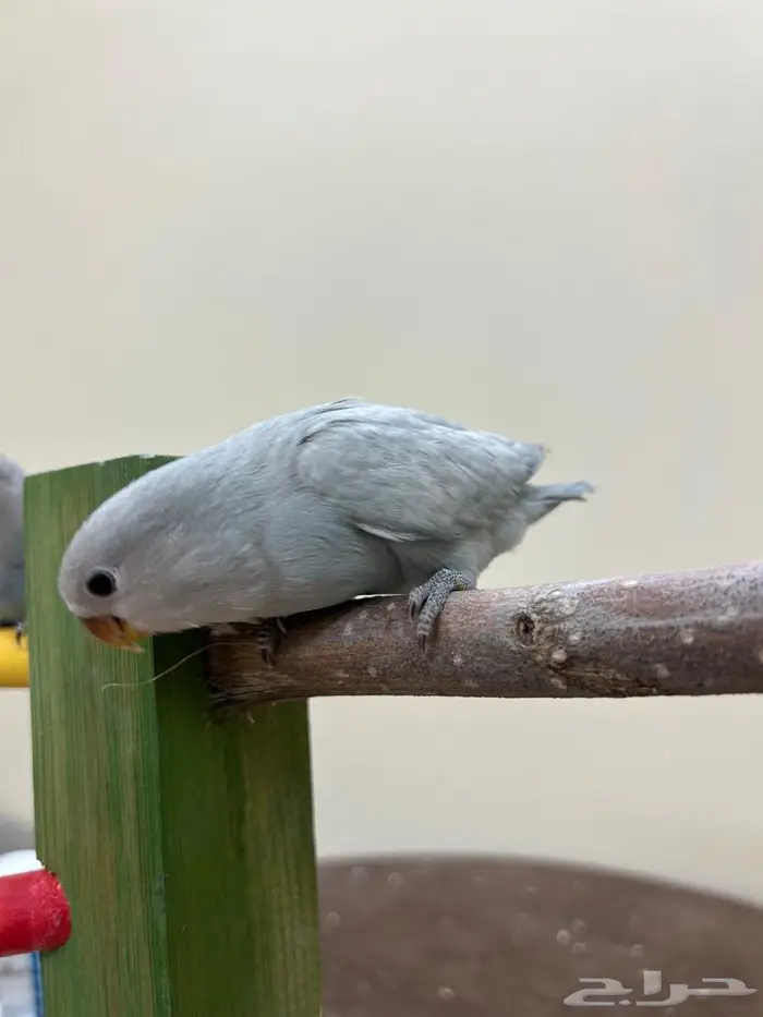 فروخ روز كنيور بادجي سيريلاك ألعاب أقفاص 6