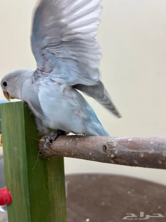 فروخ روز كنيور بادجي سيريلاك ألعاب أقفاص 0