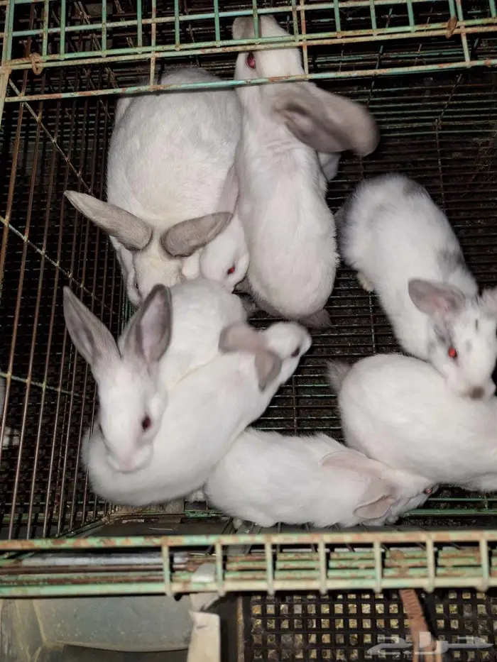 ارانب مع عيالها للبيع 4