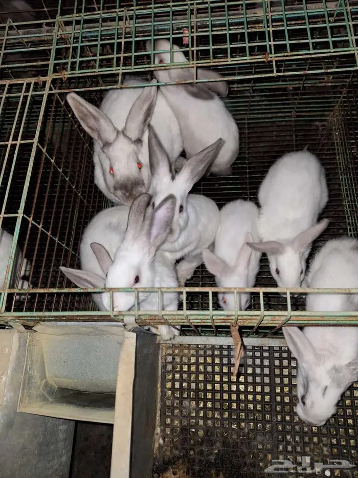 ارانب مع عيالها للبيع 5