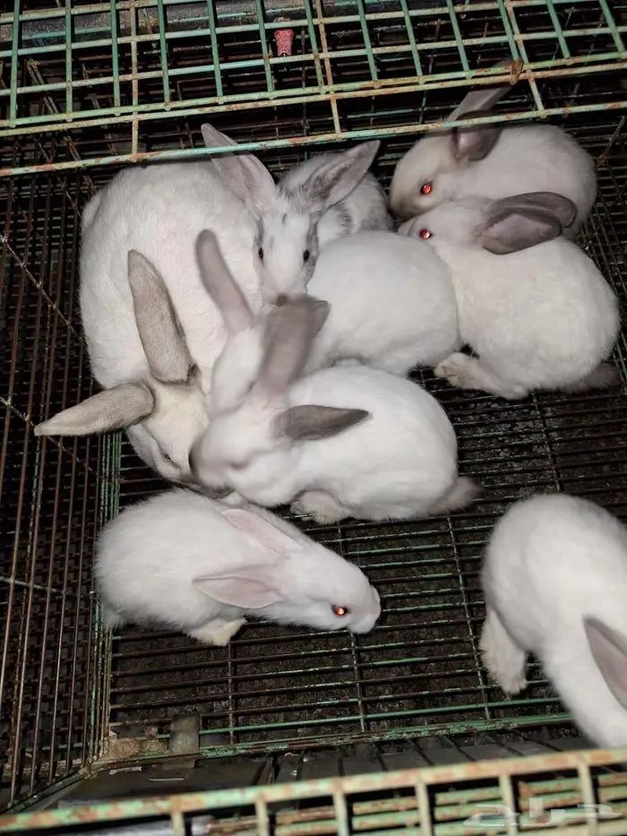 ارانب مع عيالها للبيع 3