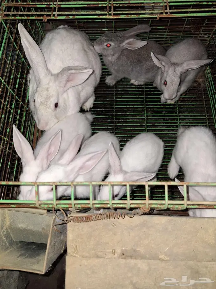 ارانب مع عيالها للبيع 7