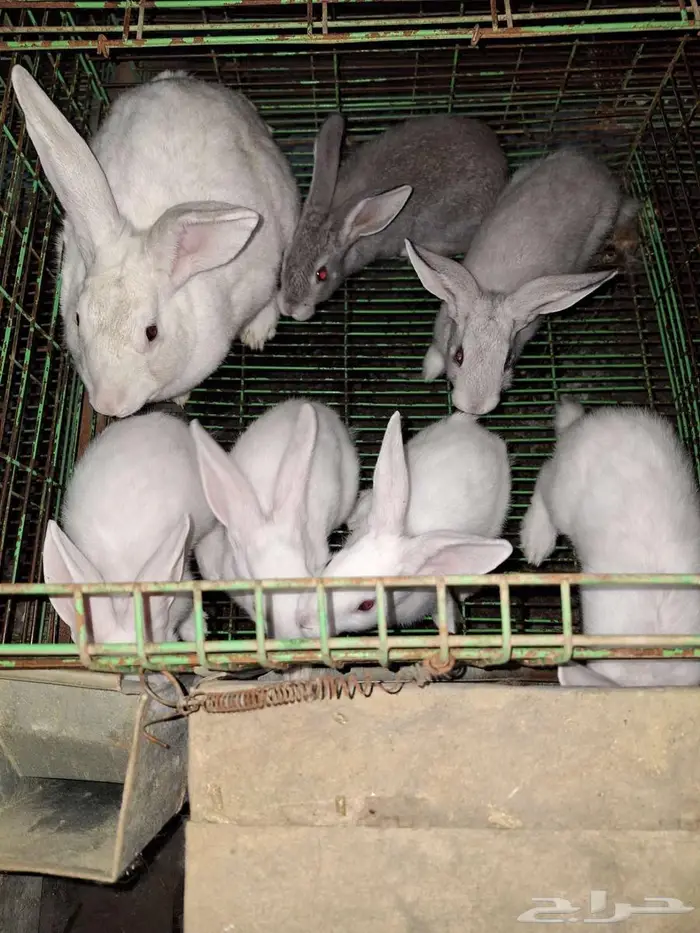 ارانب مع عيالها للبيع 8