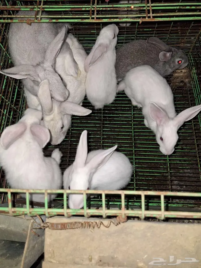 ارانب مع عيالها للبيع 6