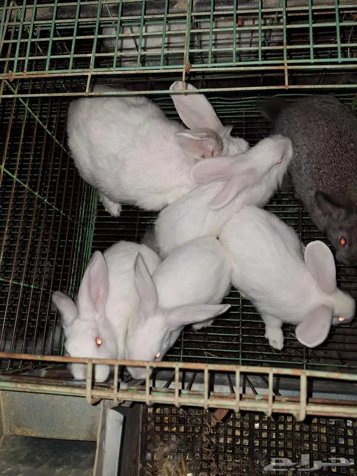 ارانب مع عيالها للبيع 2