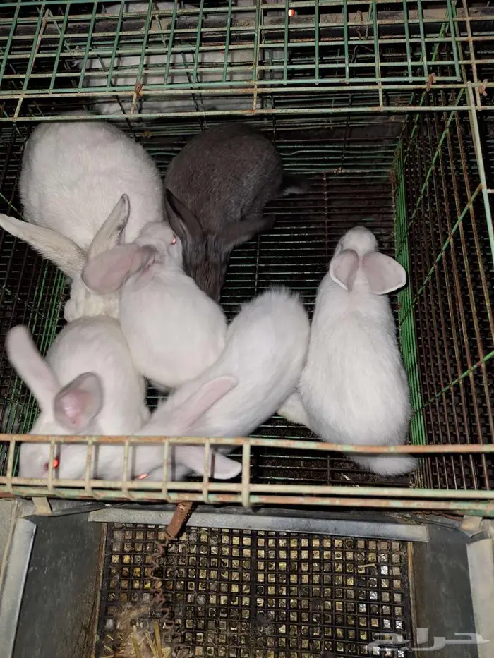 ارانب مع عيالها للبيع 1