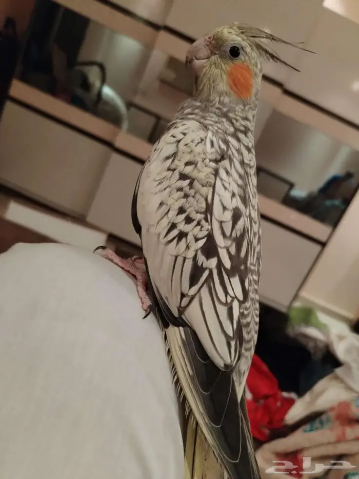 طيور كوكتيل متنوعة للبيع 9