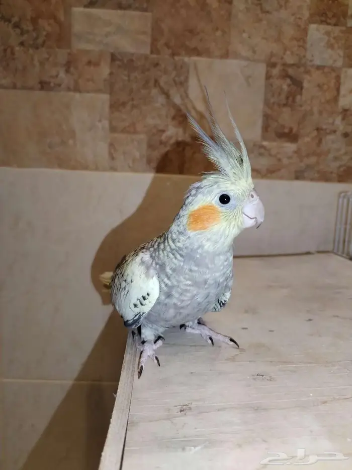 طيور كوكتيل متنوعة للبيع 2