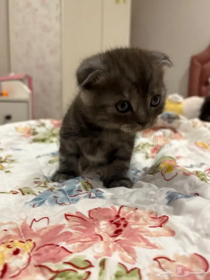 Scottish fold 1 month girl ear down 4