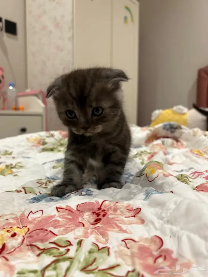 Scottish fold 1 month girl ear down 3