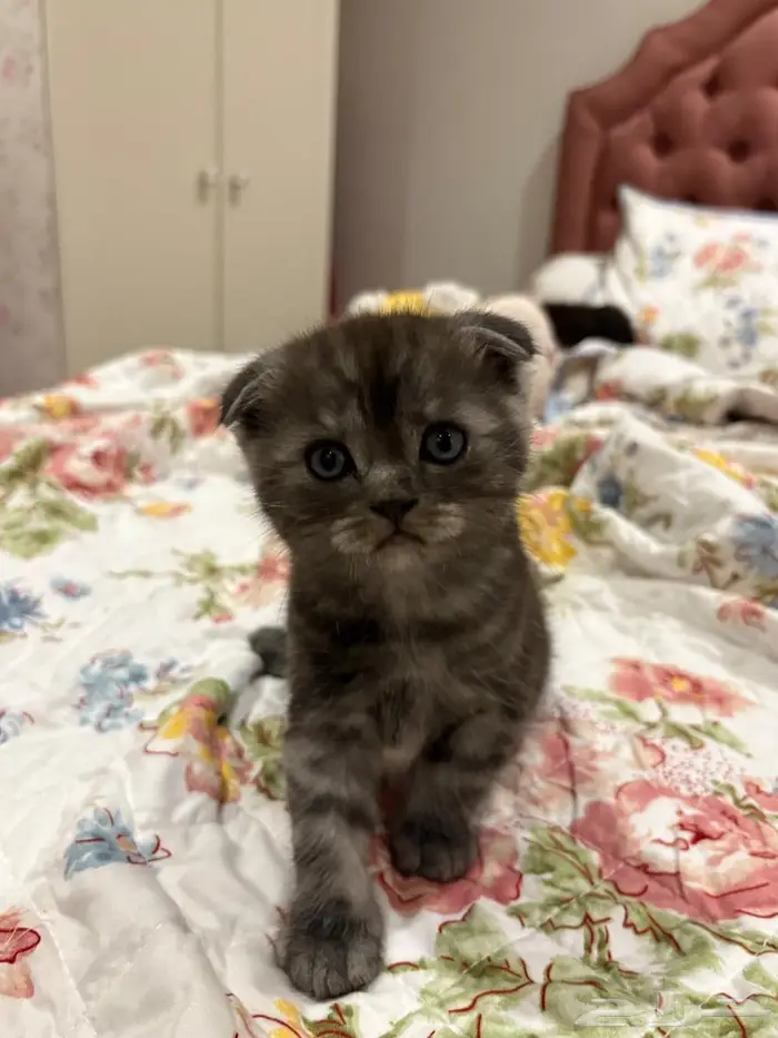 Scottish fold 1 month girl ear down 1
