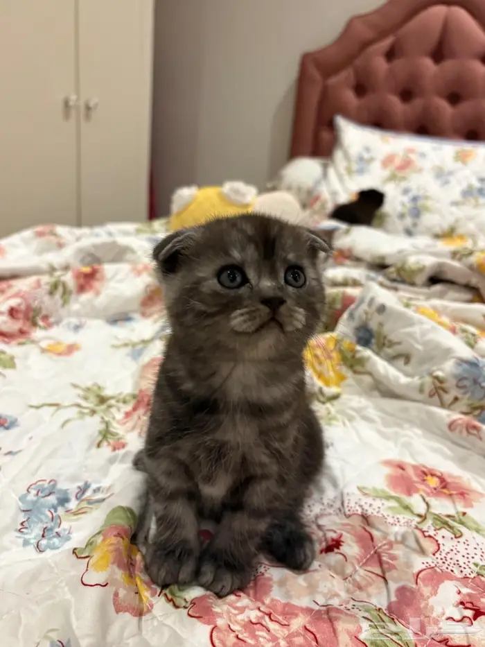Scottish fold 1 month girl ear down 0