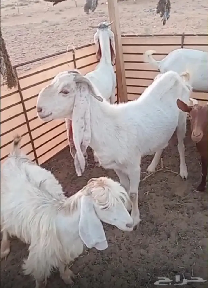 معزا للبيع عدد 11 معهن وحده مطفل 0