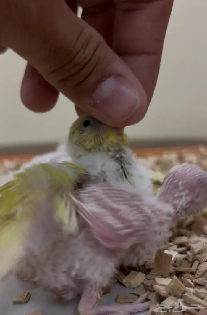 فروخ روز كنيور بادجي سيريلاك ألعاب أقفاص 4