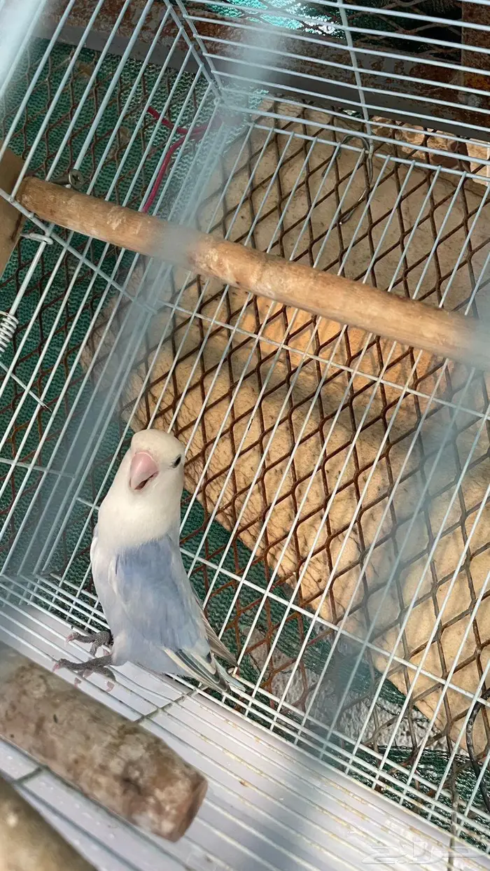 4 طيور روز 1