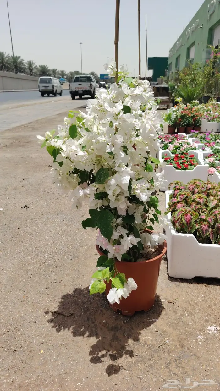 ثيل طبيعي وجميع انواع الزرع الطبيعي 13