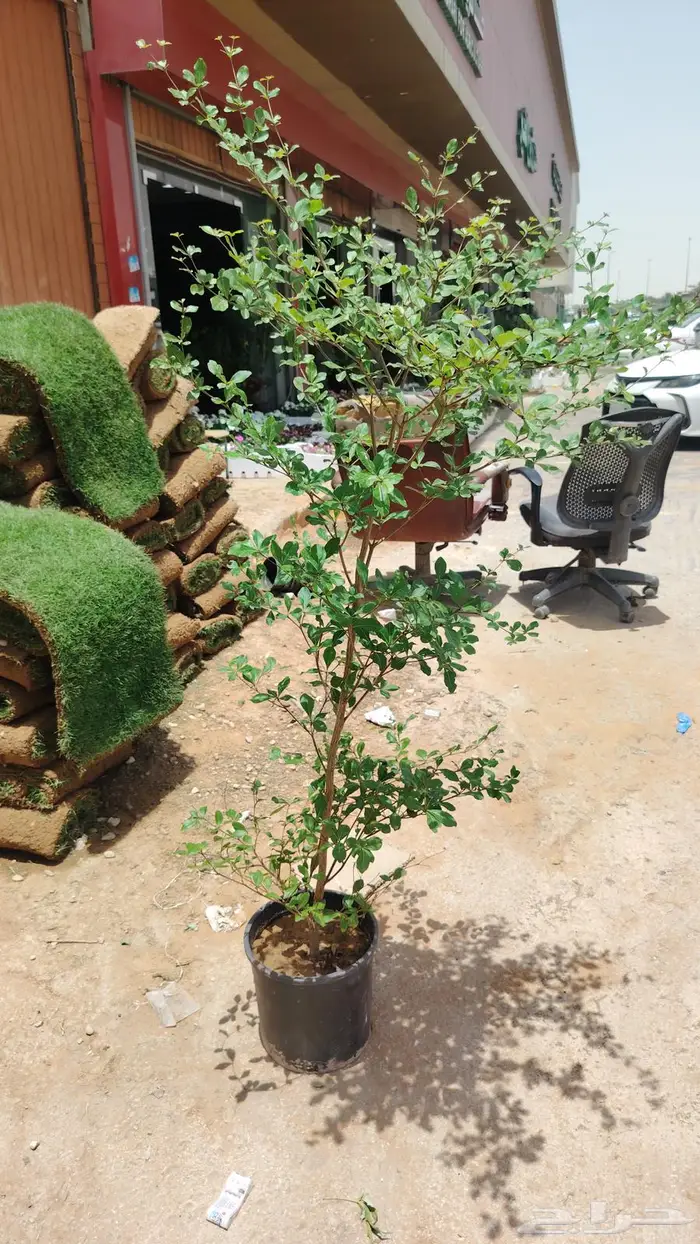 ثيل طبيعي وجميع انواع الزرع الطبيعي 14