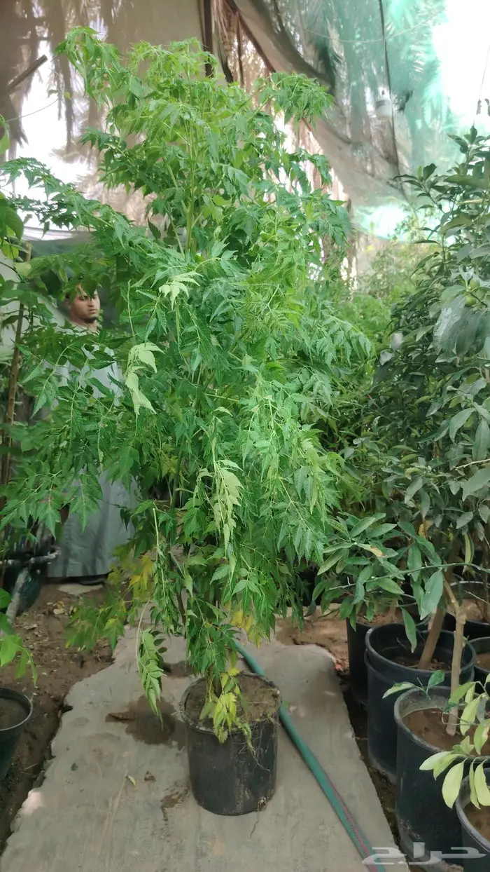 ثيل طبيعي وجميع انواع الزرع الطبيعي 11