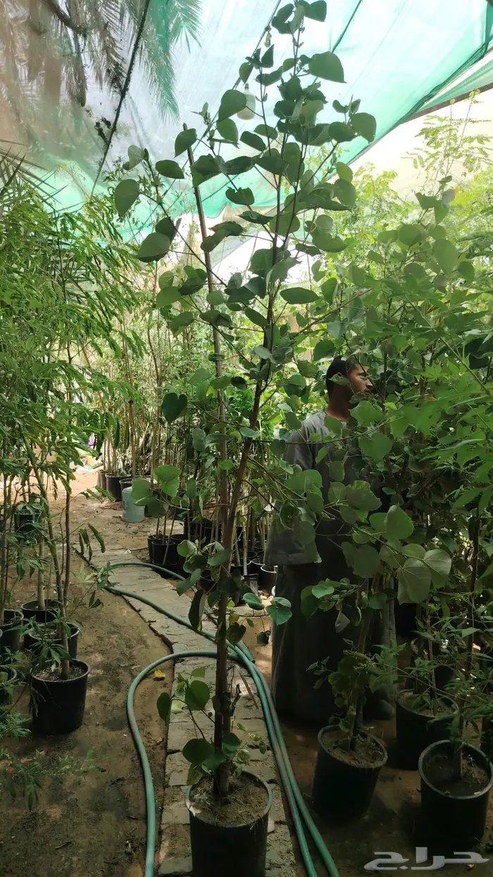 ثيل طبيعي وجميع انواع الزرع الطبيعي 10