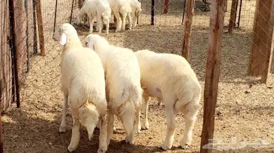 اضاحي مع خدمة الذبح والتوصيل 1