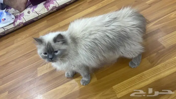 قطة هيمالايا للبيع 2