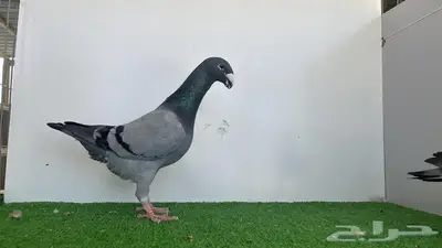 جوز هومر بلوبار 1