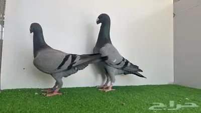 جوز هومر بلوبار 4