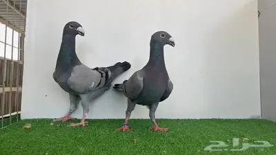 جوز هومر بلوبار 0