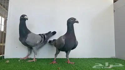 جوز هومر بلوبار 5