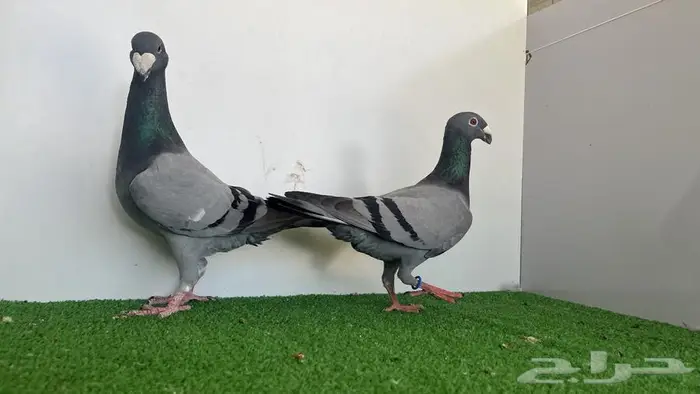 جوز هومر بلوبار 2
