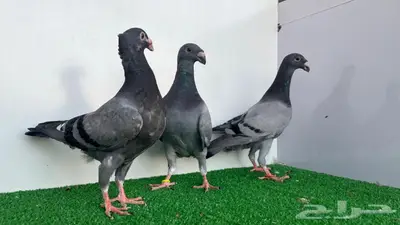 3 حبات هومر 3
